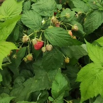 树莓鲜果