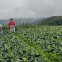 牛心菜