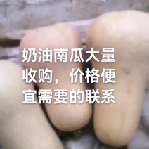 陕西城固奶油南瓜