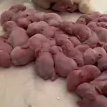 肉兔养殖技术