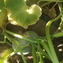 新疆哈密银栗南瓜