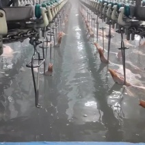 精选草麻鸭，仔麻鸭，花边鸭，小公鸭，长年供应，量大优惠