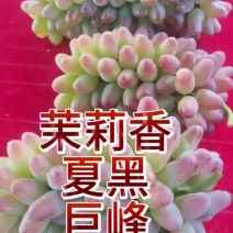 #茉莉香葡萄#夏黑葡萄#巨峰葡萄#量大质优服务好