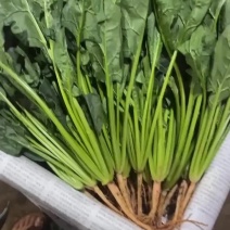精品菠菜