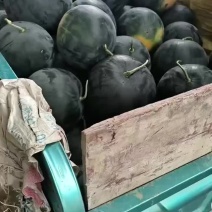 湖北省钟祥市官庄湖西瓜大量上市