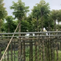 仁面子树5～20公分基地直销规格齐全欢迎老板来电咨询