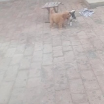金毛犬，拉布拉多