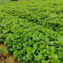 地瓜凉薯预售