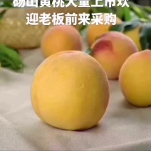 砀山产区黄桃