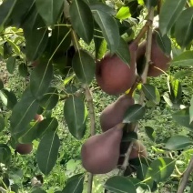 红啤梨