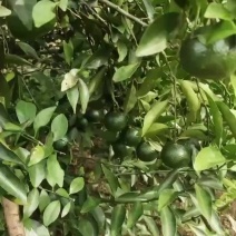 新会小青柑果园新鲜现摘柑普茶多规格5.0-5.5-60