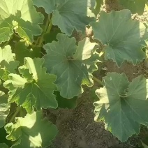 新疆哈密银栗南瓜