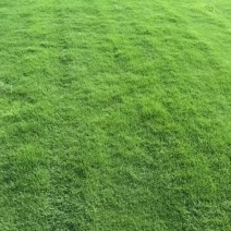 百幕大草坪，质优价廉，欢迎咨询
