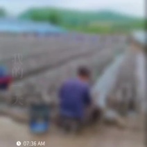2024新木耳大量上市，无根肉厚，营养美味，