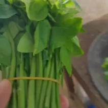 树仔菜，野菜
