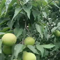 高山青梅