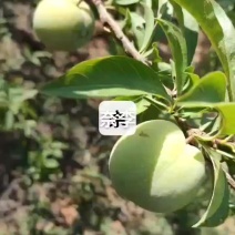 奈李再过10天左右成熟上市，需要的老板可提前预定