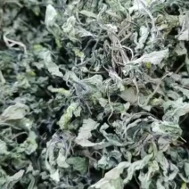 野生干苏子叶量大优惠