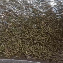 淡水四大家鱼苗