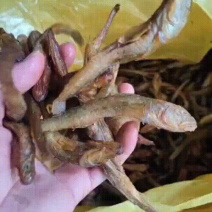 大黄鱼狗婆