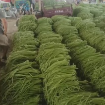 长豆角白条豆角基地直发对接电商市场商超保质保量