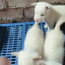 纯种下司犬