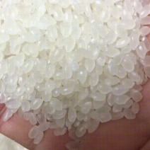 珍珠米陈米（食用大米）