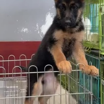 德牧弟弟