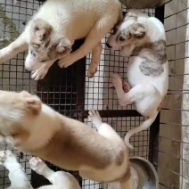 中亚牧羊犬