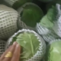 精品甘蓝
