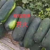 精品地趴黑皮冬瓜。底板光滑。条形好