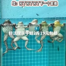 鲜活现杀牛蛙2斤19元包邮，特大田鸡蛙肉半成品新鲜冷冻
