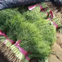 定州茴香大量上市，质量有保证，价格合理，色泽光亮，做工一