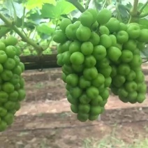 河南夏邑阳光玫瑰葡萄晴王葡萄商丘大棚种植产地量大