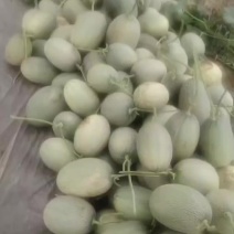东台头茬哈密瓜
