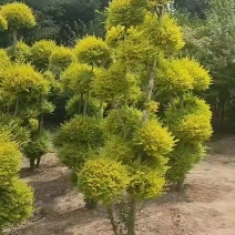 亮晶造型树