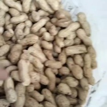 白沙花生