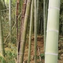 浙江省杭州市南竹