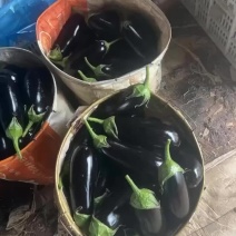 精品烧烤茄