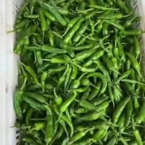 樟辣椒，，尖椒，产地一手货源充足，量大从优，价格美丽