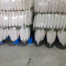 白萝卜精品基地大量供应，质量保证，每天可发100吨以上。