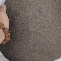 柴胡种子