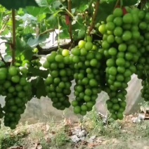 色味俱佳的阳光玫瑰葡萄晴王葡萄大量上市按需包装欢迎咨询