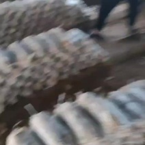 精品菌包全国供应品质保证价格优惠全国包邮欢迎下单