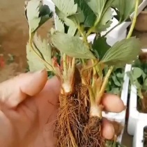 蒙特瑞草莓苗：隋珠，甜宝，圣安德瑞斯四季草莓苗，脱毒苗。