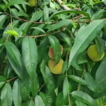 苹果桃