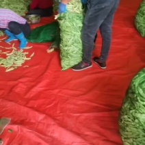 东北油豆角大量上市了，欢迎全国各地的新老客户前来洽谈选购