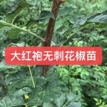 无刺花椒苗