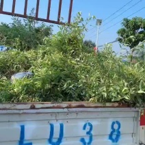 河北定州金叶莸绿篱苗地被苗自家苗圃现挖现卖
