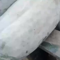 优质冬瓜，保质保量，一手货源
